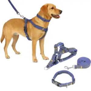 Correa para perro